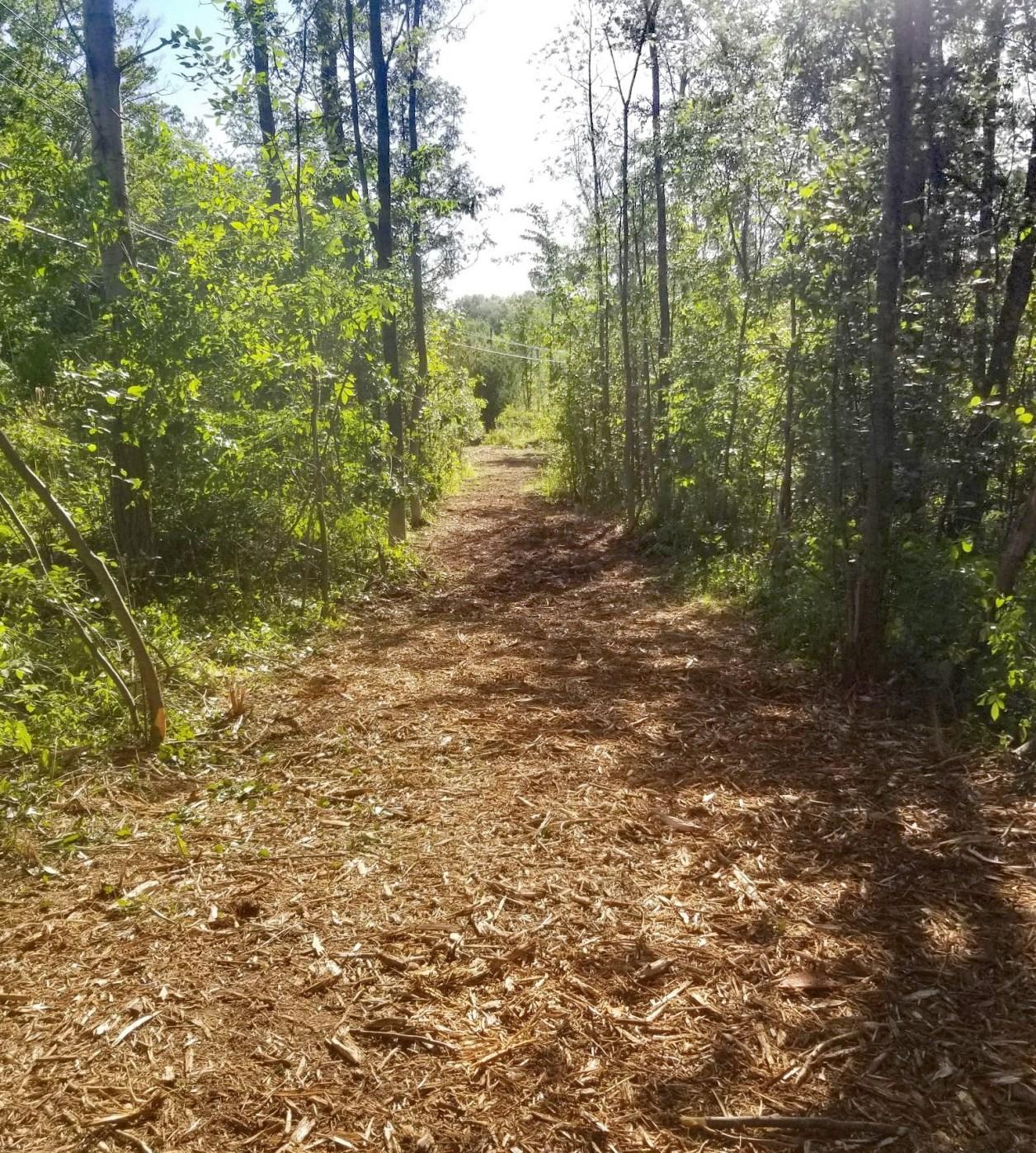 Carolina Brush Hogs Forestry Mulching