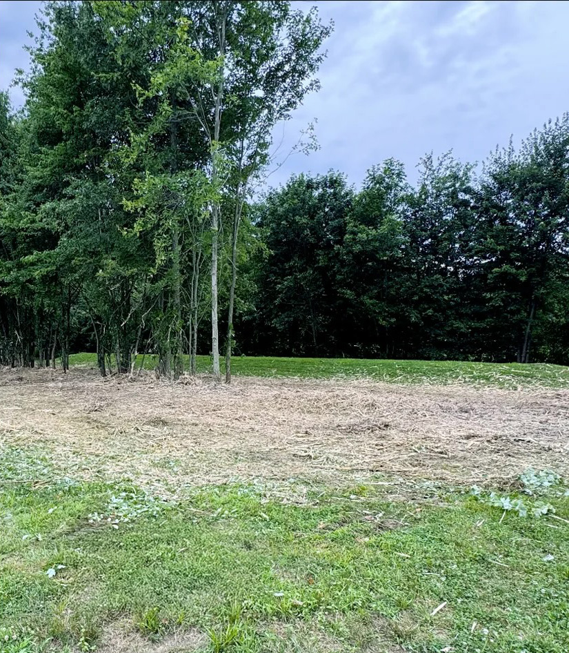 After Forestry Mulching