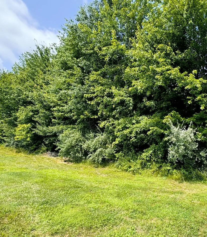 Before Brush Clearing