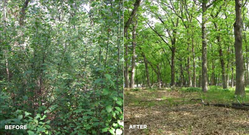 Invasive Growth Removal